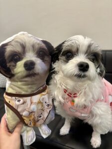 チップ　クッション2号